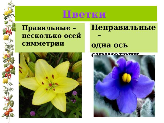 Цветки  Неправильные – одна ось симметрии  Правильные –несколько осей симметрии 
