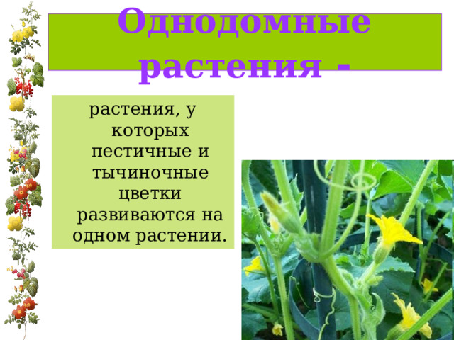 Однодомные растения - растения, у которых пестичные и тычиночные цветки развиваются на одном растении. 