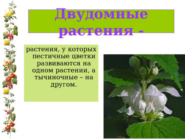 Двудомные растения - растения, у которых пестичные цветки развиваются на одном растении, а тычиночные – на другом. 