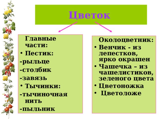 Цветок   Главные части: Пестик: -рыльце -столбик -завязь Тычинки: -тычиночная нить -пыльник   Околоцветник: Венчик - из лепестков, ярко окрашен Чашечка – из чашелистиков, зеленого цвета Цветоножка  Цветоложе 