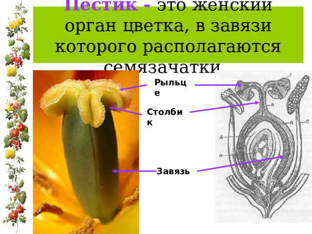 Пестик - это женский орган цветка, в завязи которого располагаются семязачатки.  Рыльце Столбик Завязь  