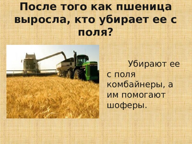 После того как пшеница выросла, кто убирает ее с поля?  Убирают ее с поля комбайнеры, а им помогают шоферы. 