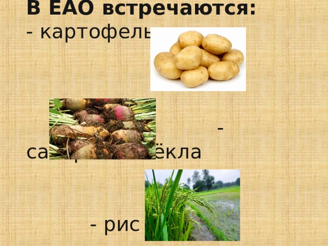 В ЕАО встречаются:  - картофель     - сахарная свёкла    - рис    