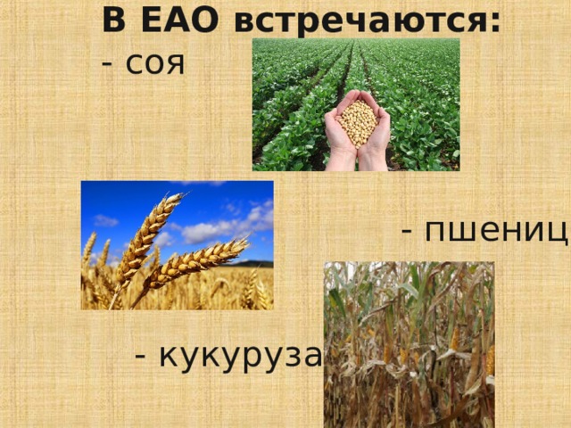 В ЕАО встречаются:  - соя     - пшеница    - кукуруза    
