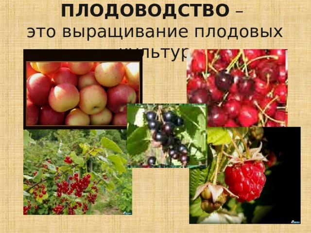 ПЛОДОВОДСТВО –  это выращивание плодовых культур 