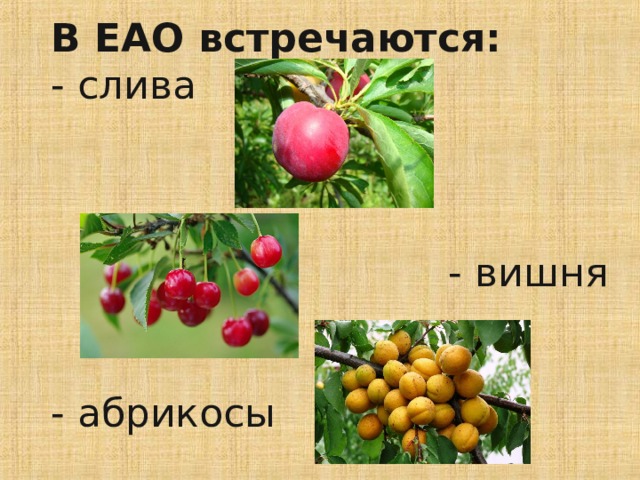 В ЕАО встречаются:  - слива     - вишня    - абрикосы    