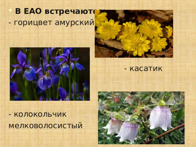 В ЕАО встречаются: - горицвет амурский  - касатик - колокольчик мелковолосистый 