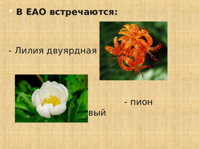 В ЕАО встречаются: - Лилия двуярдная  - пион молочноцветковый 