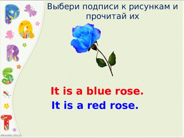 Выбери подписи к рисункам и прочитай их It is a blue rose. It is a blue rose. It is a red rose. 