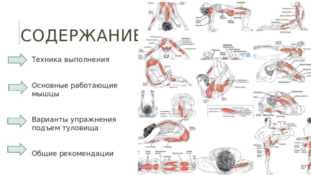 Содержание Техника выполнения Основные работающие мышцы Варианты упражнения подъем туловища Общие рекомендации 