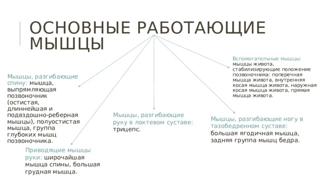Основные работающие мышцы Вспомогательные мышцы: мышцы живота, стабилизирующие положение позвоночника: поперечная мышца живота, внутренняя косая мышца живота, наружная косая мышца живота, прямая мышца живота. Мышцы, разгибающие спину: мышца, выпрямляющая позвоночник (остистая, длиннейшая и подвздошно-реберная мышцы), полуостистая мышца, группа глубоких мышц позвоночника. Мышцы, разгибающие руку в локтевом суставе: трицепс. Мышцы, разгибающие ногу в тазобедренном суставе: большая ягодичная мышца, задняя группа мышц бедра. Приводящие мышцы руки: широчайшая мышца спины, большая грудная мышца. 