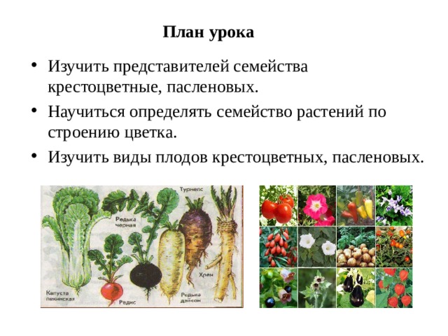 Крестоцветные биология 7 класс. Характеристика по плану пасленовых и крестоцветных. Кроссворд овощные Пасленовые растения.