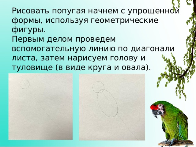 Рисовать попугая начнем с упрощенной формы, используя геометрические  фигуры.  Первым делом проведем вспомогательную линию по диагонали листа, затем нарисуем голову и туловище (в виде круга и овала). 
