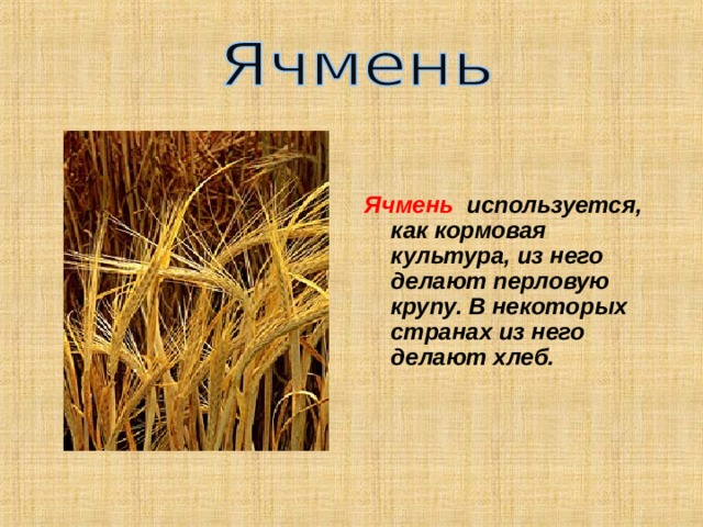 Ячмень используется, как кормовая культура, из него делают перловую крупу. В некоторых странах из него делают хлеб. 