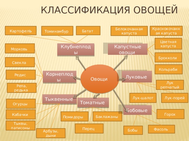 Опишите технологическую схему обработки картофеля и корнеплодов в овощном цехе какие виды