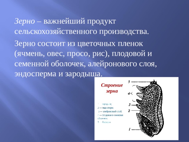 Презентация на тему мука