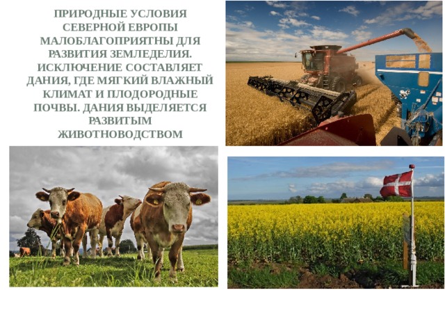 Природные условия Северной Европы малоблагоприятны для развития земледелия. Исключение составляет Дания, где мягкий влажный климат и плодородные почвы. Дания выделяется развитым животноводством 