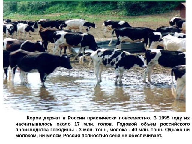  Коров держат в России практически повсеместно. В 1995 году их насчитывалось около 17 млн. голов. Годовой объем российского производства говядины - 3 млн. тонн, молока - 40 млн. тонн. Однако ни молоком, ни мясом Россия полностью себя не обеспечивает. 