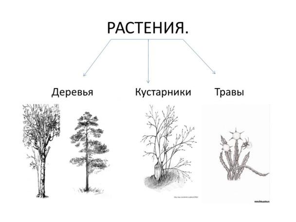 Дерево кустарник рисунок