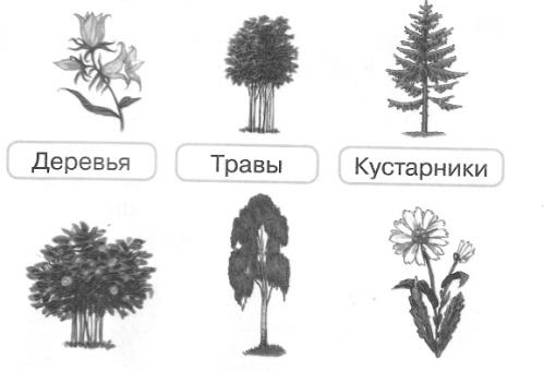 Дерево кустарник травянистое растение 2 класс окружающий мир рисунок