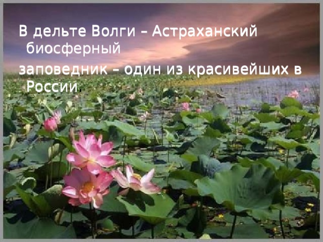  В дельте Волги – Астраханский биосферный  заповедник – один из красивейших в России .  В дельте Волги – Астраханский биосферный  заповедник – один из красивейших в России . 