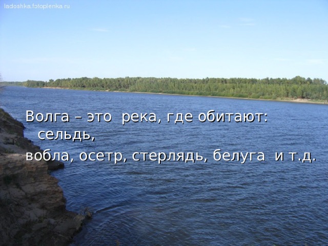 Волга – это река, где обитают: сельдь, вобла, осетр, стерлядь, белуга и т.д. 