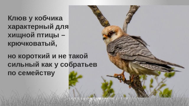 Клюв у кобчика характерный для хищной птицы – крючковатый, но короткий и не такой сильный как у собратьев по семейству 