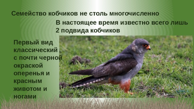 Семейство кобчиков не столь многочисленно В настоящее время известно всего лишь 2 подвида кобчиков Первый вид классический с почти черной окраской оперенья и красным животом и ногами  