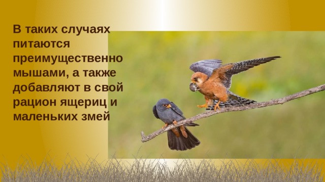 В таких случаях питаются преимущественно мышами, а также добавляют в свой рацион ящериц и маленьких змей 