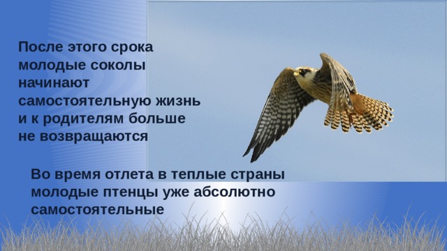 После этого срока молодые соколы начинают самостоятельную жизнь и к родителям больше не возвращаются Во время отлета в теплые страны молодые птенцы уже абсолютно самостоятельные 