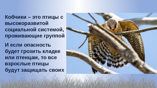 Кобчики – это птицы с высокоразвитой социальной системой, проживающие группой И если опасность будет грозить кладке или птенцам, то все взрослые птицы будут защищать своих 