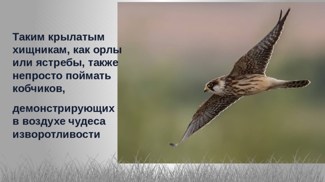 Крылатый хищник переносное значение. Кобчик птица года 2021 в России. Сокол Кобчик птица года 2021. Кобчик птица года Союз охраны птиц России. Птица года 2021 года в России.