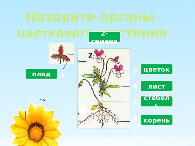  Назовите органы  цветкового растения 2-семена  2 цветок 3 плод 1 лист 4 стебель 5 6 6 корень 