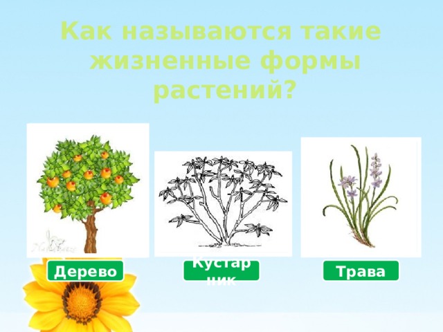 Как называются такие  жизненные формы растений? Дерево Кустарник Трава 