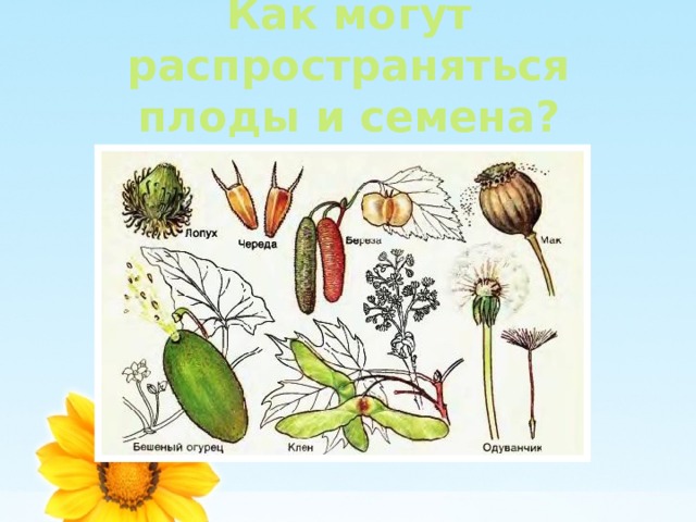 Как могут распространяться плоды и семена? 