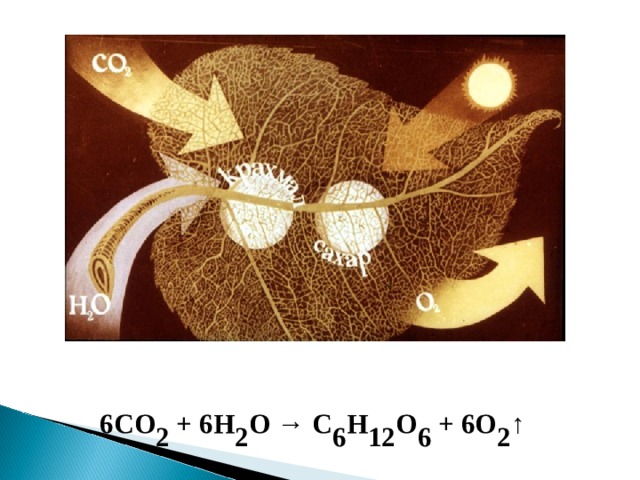 6C О 2  + 6Н 2 О → С 6 Н 12 О 6 + 6О 2 ↑