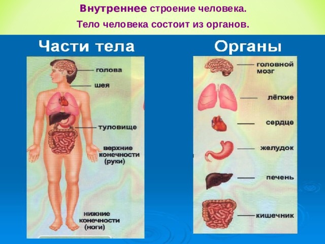 Внутреннее строение человека. Тело человека состоит из органов. 