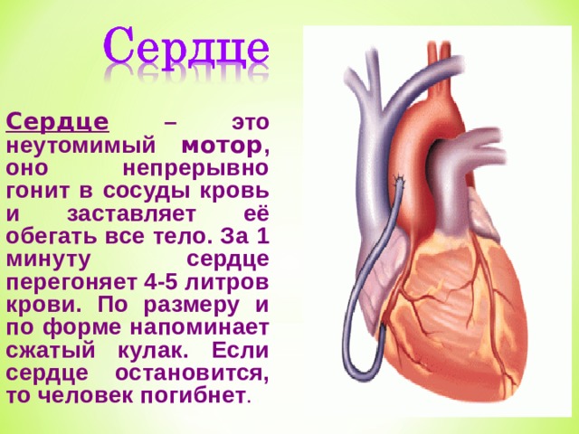 Сердце – это  неутомимый мотор , оно непрерывно гонит в сосуды кровь и заставляет её обегать все тело. За 1 минуту сердце перегоняет 4-5 литров крови. По размеру и по форме напоминает сжатый кулак. Если сердце остановится, то человек погибнет . 