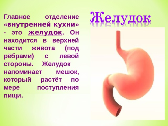 Главное отделение « внутренней кухни » - это желудок . Он находится в верхней части живота (под рёбрами) с левой стороны. Желудок напоминает мешок, который растёт по мере поступления пищи. 