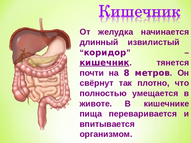 От желудка начинается длинный извилистый “ коридор ” – кишечник . тянется почти на 8 метров .  Он свёрнут так плотно, что полностью умещается в животе. В  кишечнике пища переваривается и впитывается организмом. 