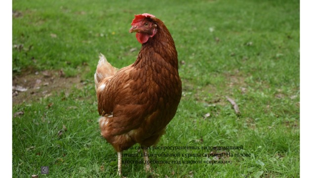 одна самых распространенных видов домашней птицы. Наряд обычной курицы скромен. На голове красный гребешок, под клювом «сережки». 
