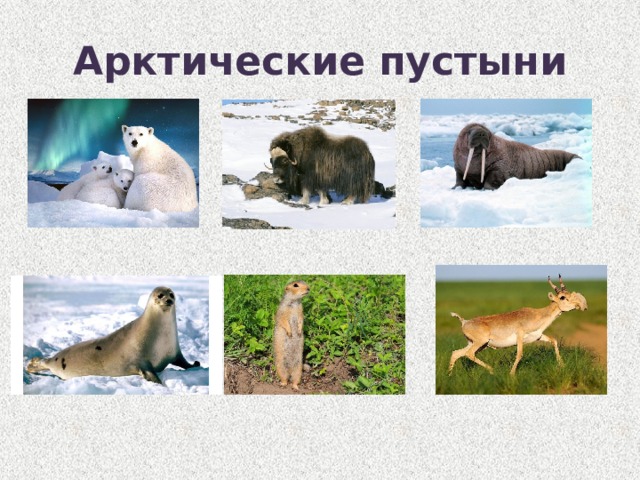 Арктические пустыни 