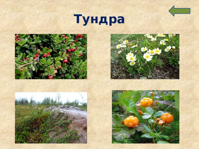 Тундра 