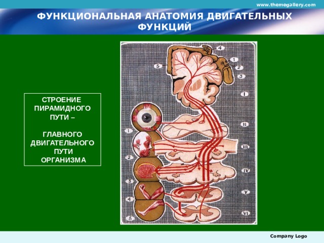 www.themegallery.com ФУНКЦИОНАЛЬНАЯ АНАТОМИЯ ДВИГАТЕЛЬНЫХ ФУНКЦИЙ СТРОЕНИЕ ПИРАМИДНОГО  ПУТИ –   ГЛАВНОГО ДВИГАТЕЛЬНОГО  ПУТИ  ОРГАНИЗМА Company Logo 