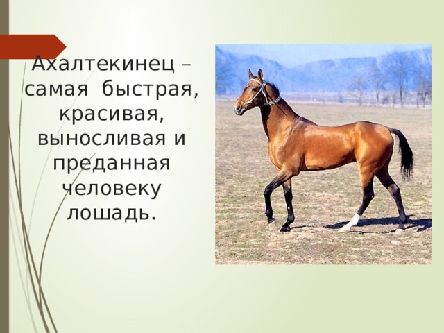 Ахалтекинец – самая быстрая, красивая, выносливая и преданная человеку лошадь. 