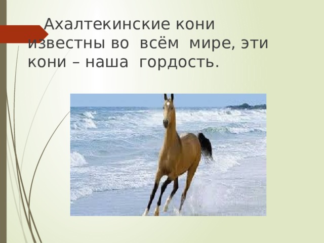  Ахалтекинские кони известны во всём мире, эти кони – наша гордость. 