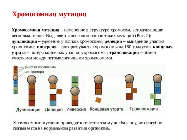 Хромосомная мутация Хромосомная мутация – изменение в структуре хромосом, затрагивающие несколько генов. Выделяется несколько типов таких мутаций (Рис. 2): дупликация – удвоение участков хромосомы; делеция – выпадение участка хромосомы; инверсия – поворот участка хромосомы на 180 градусов; концевая утрата – потеря концевых участков хромосомы; транслокация – обмен участками между негомологичными хромосомами. Хромосомные мутации приводят к генетическому дисбалансу, что пагубно сказывается на нормальном развитии организма. 