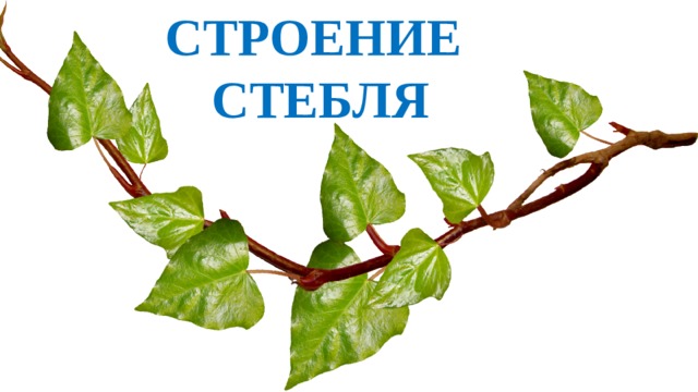 СТРОЕНИЕ  СТЕБЛЯ 