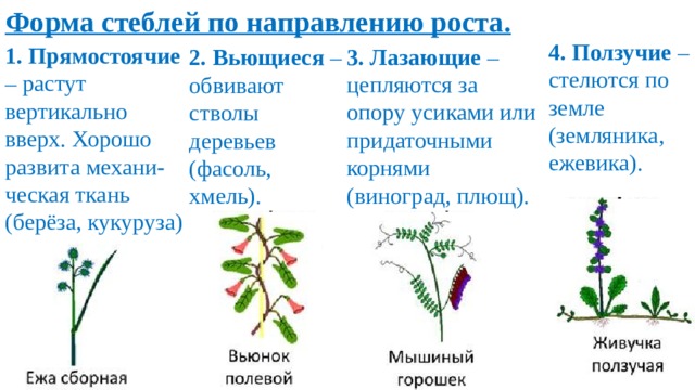 Названия стебля. Форма стебля прямостоячий или стелющийся. По направлению роста стебель дуба. Формы стебля и их названия. Стебель сирени направление роста.