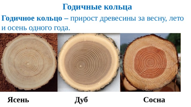 Как вы думаете почему годовой прирост древесины